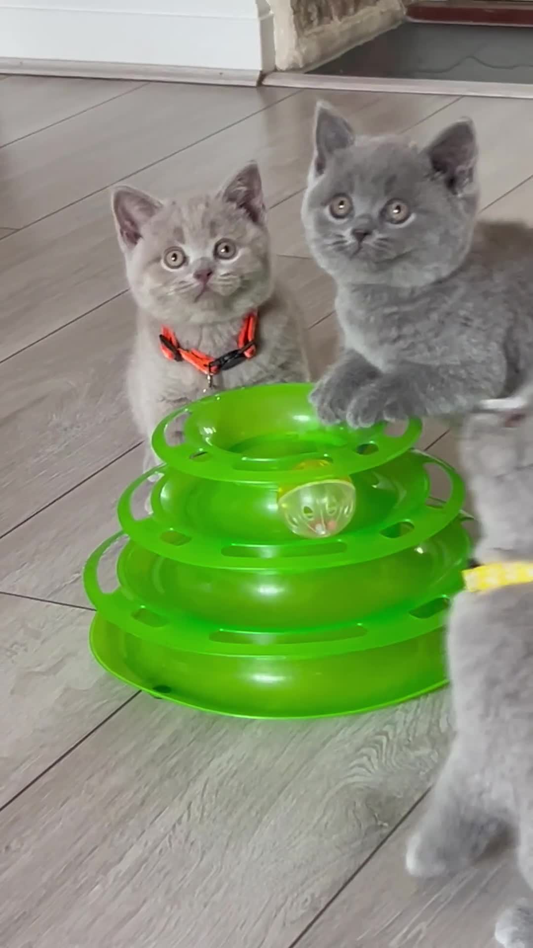 British Shorthair cats for sale: 5 gorgeous British shorthair kittens ! - Video 3