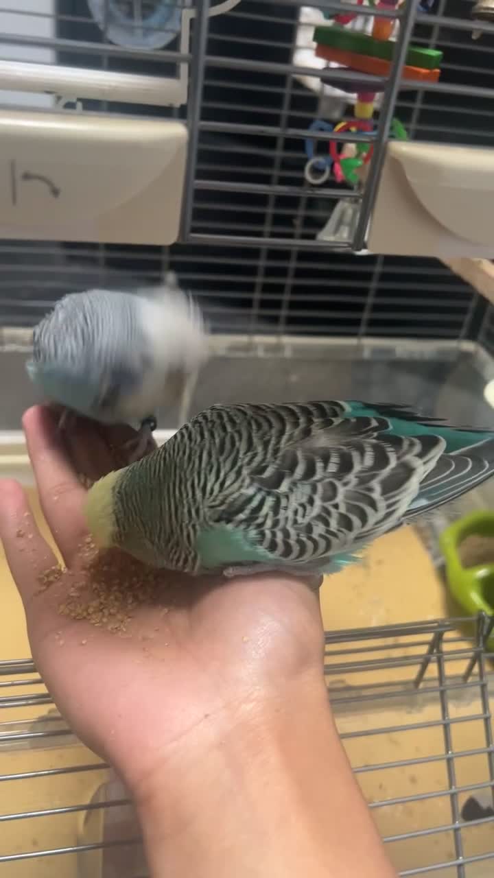 Budgerigars birds for sale: 2 budgies for sale in Bradford - Video 2