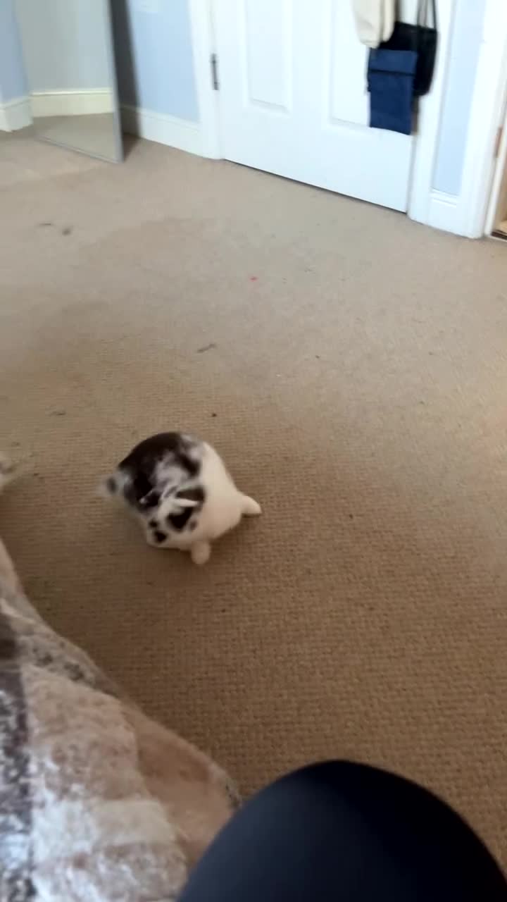 Mixed Breed rabbits for sale: Daphne and Velma need a loving home  - Video 3