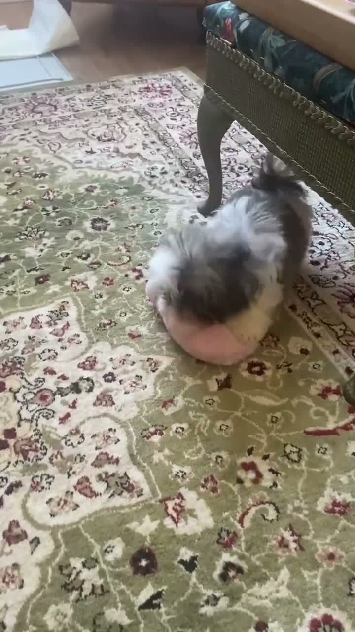 Shih Tzu dogs for sale: Beautiful imperial shihtzu pups for sale  - Video 1