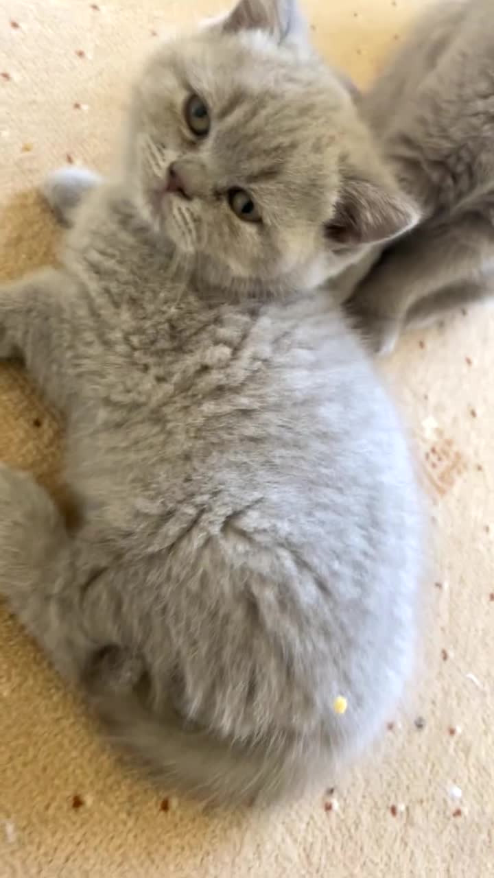 British Shorthair cats for sale: British Shorthair Kittens - Video 5