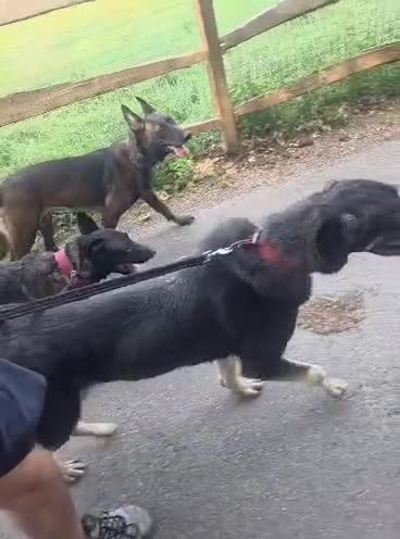 Mixed Breed dogs for sale: Shepard mix looking for her forever home  - Video 1
