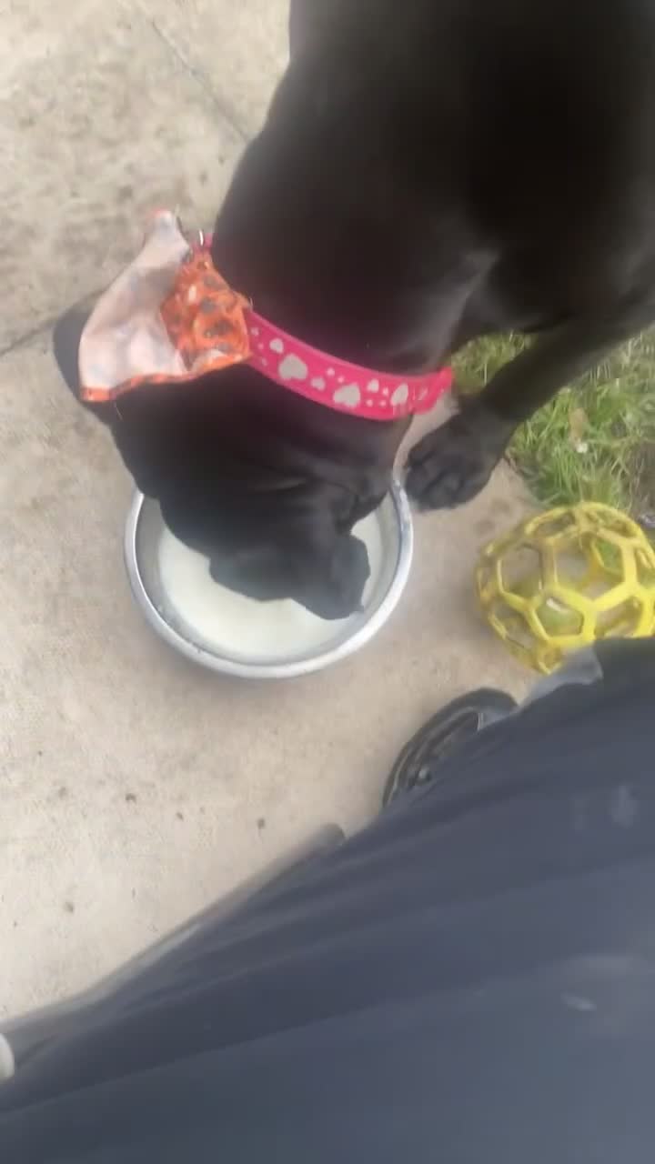 Cane Corso dogs for sale: Russian imported CANE CORSA  - Video 4