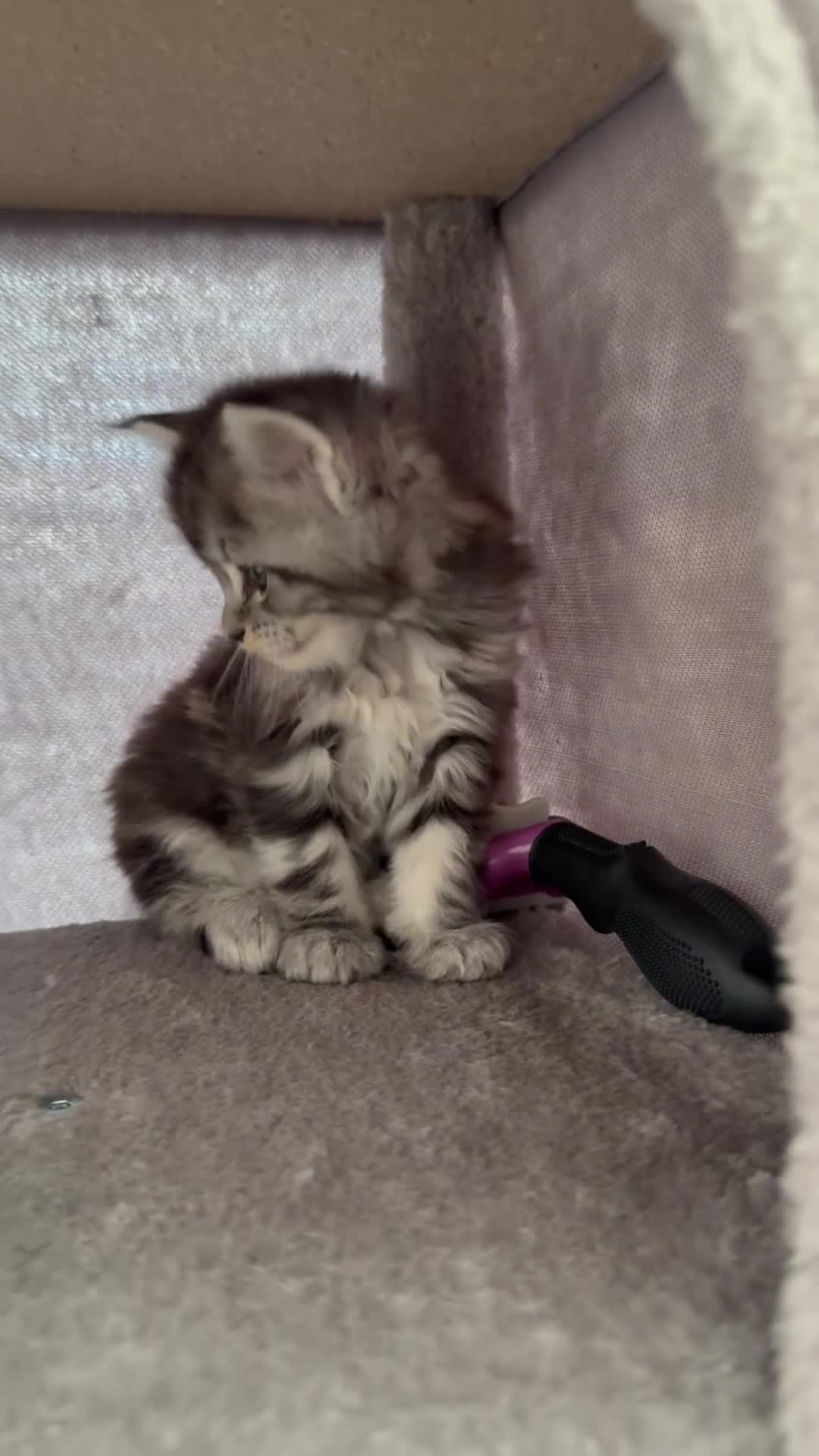 Maine Coon cats for sale: Maine Coon kittens World Champion bloodline ❤️ - Video 1