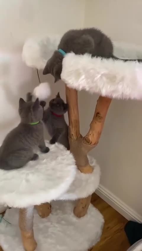 British Shorthair cats for sale: British Shorthair kittens, GCCF Certificate  in Dundee - Video 4