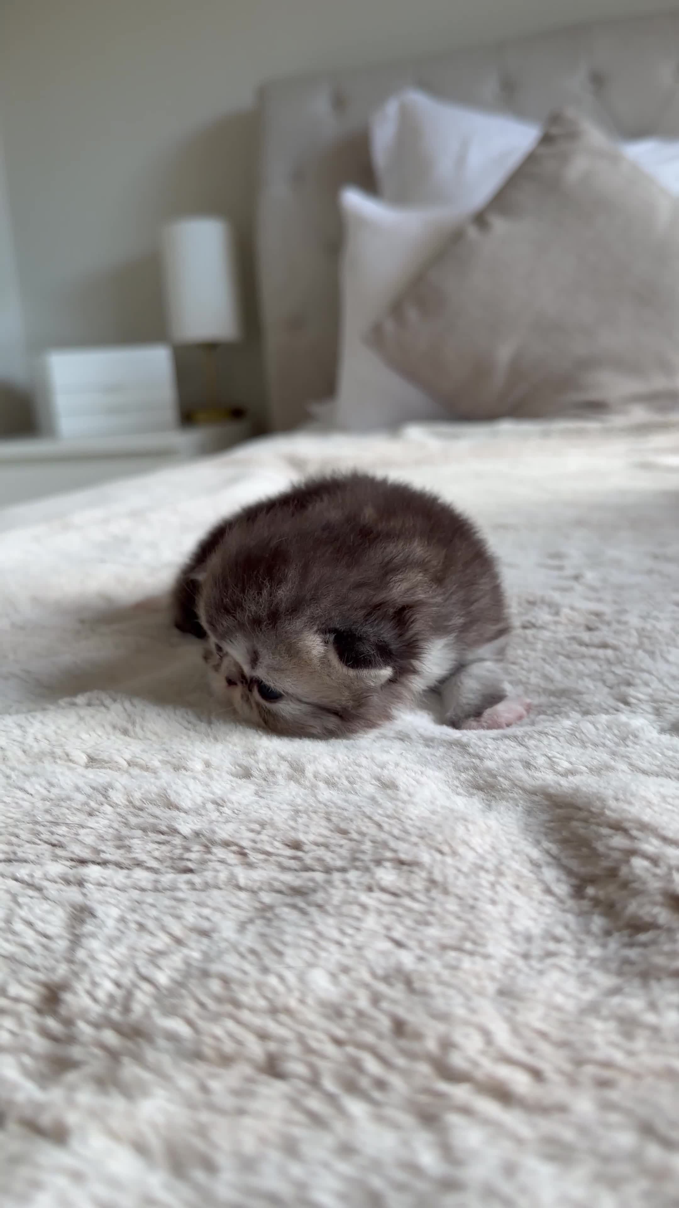 Exotic cats for sale: 2 x exotic shorthair kittens  in Christchurch - Video 1