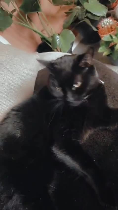 Mixed Breed cats for sale: Luna✨ (selling on behalf of someone) - Video 1