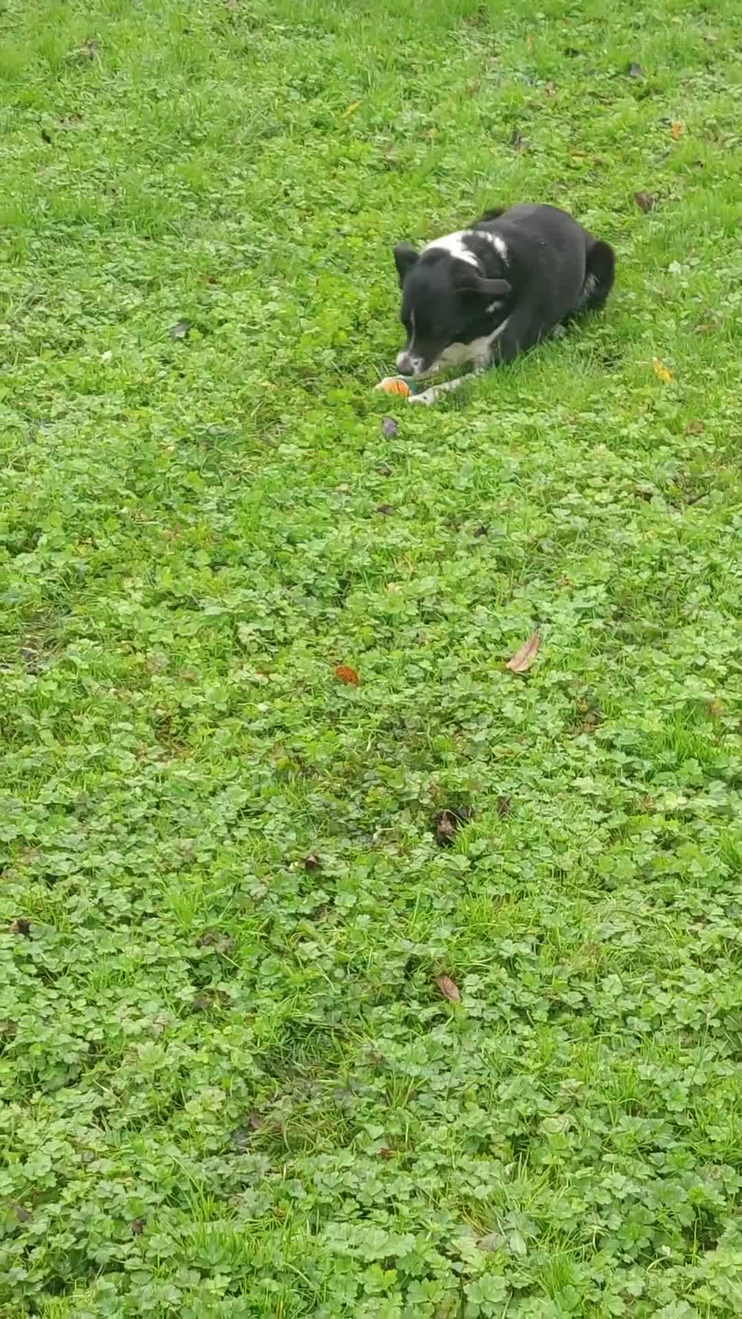 Border Collie dogs for sale: Female Short Hair Border Collie - Video 2