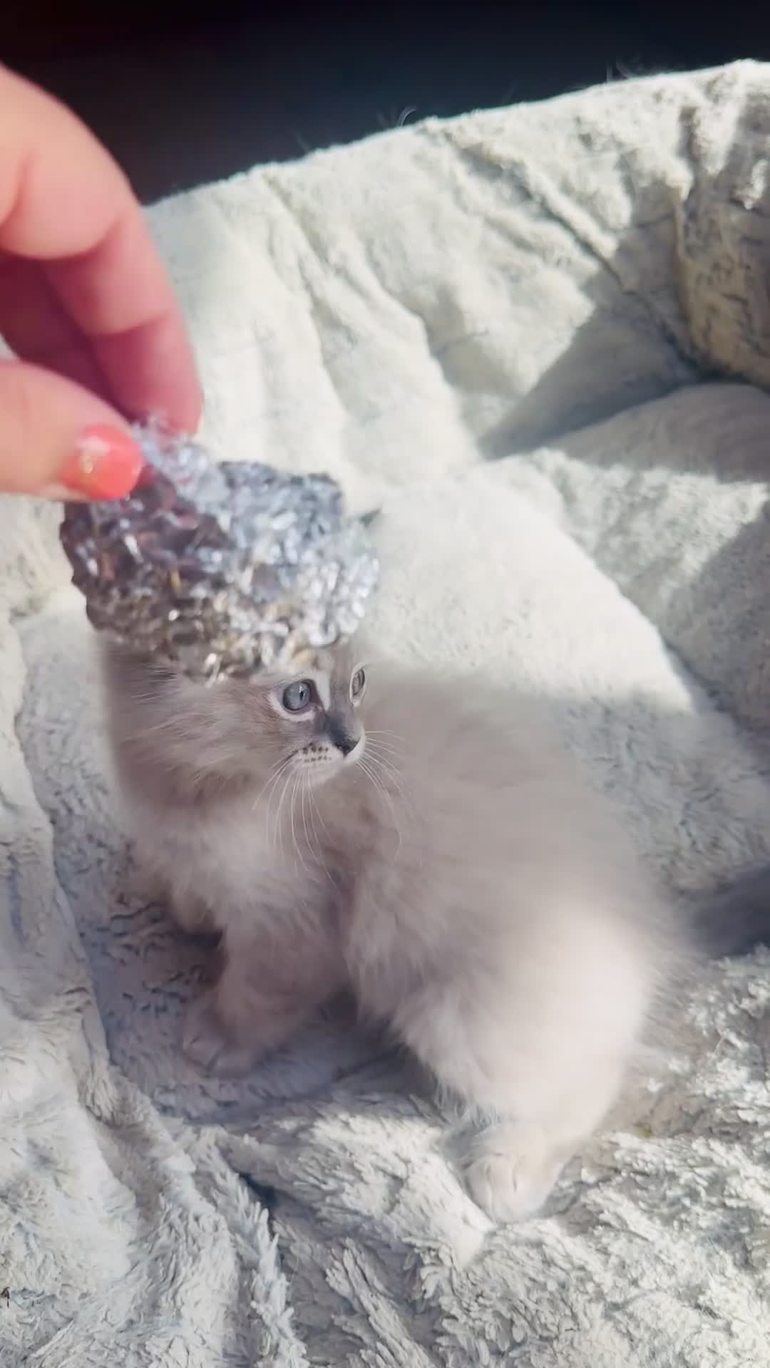 Ragdoll cats for stud: Ragdoll Blue lynx available for stud services  in Cardigan - Video 4