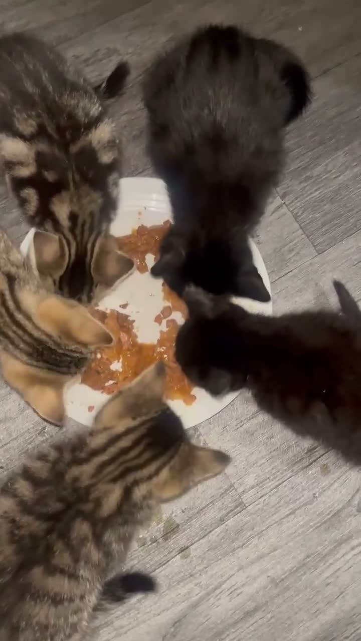 Mixed Breed cats for sale: Kittens  - Video 3