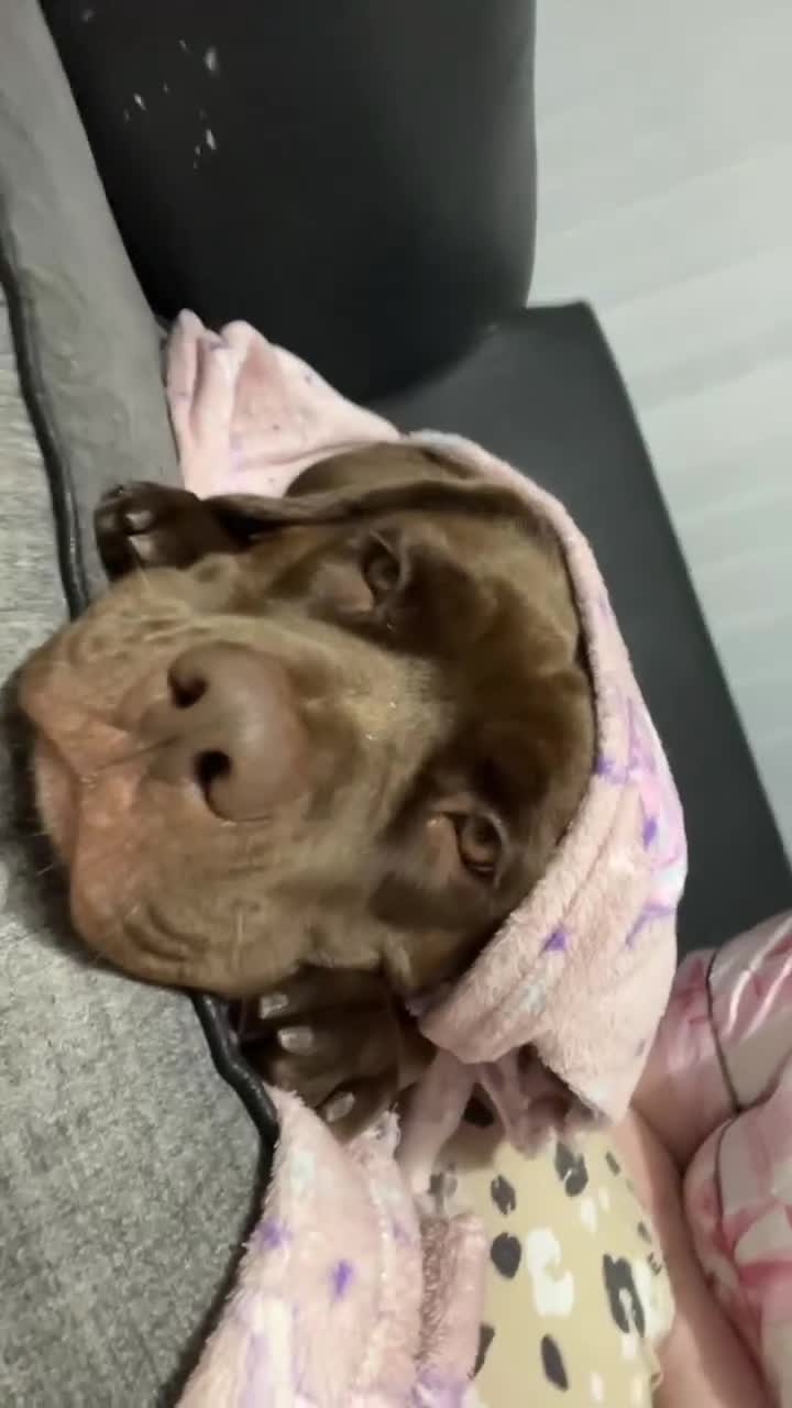 Mixed Breed dogs for sale: Labrador cross staff - Video 2