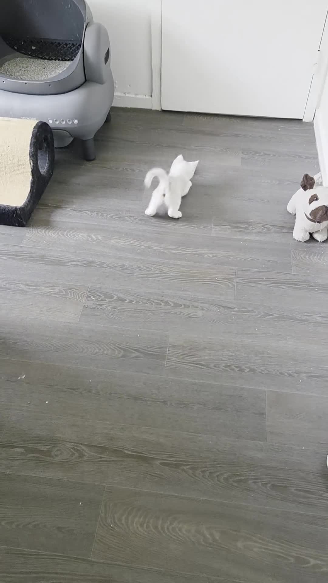 British Shorthair cats for sale: Beautiful 5 kittens  - Video 3