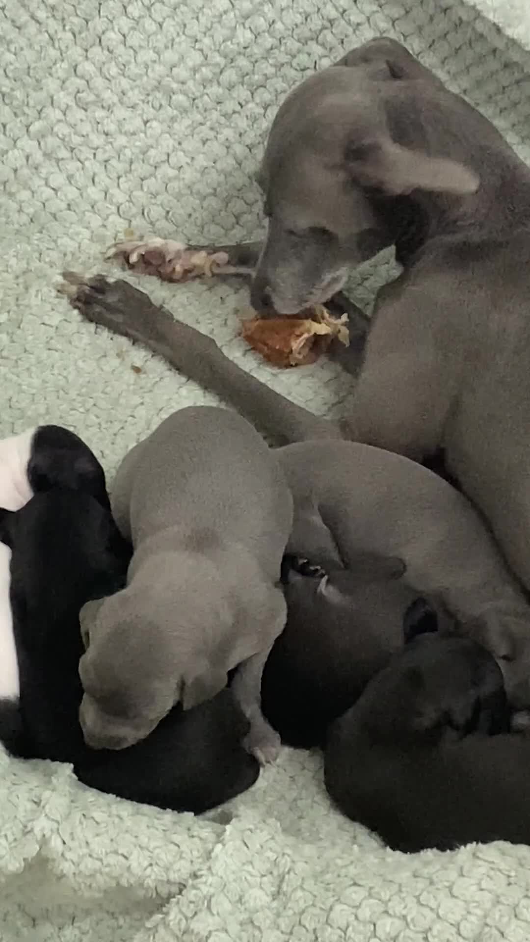 Italian Greyhound dogs for sale: Beautiful Italian Greyhound Puppies - Video 1
