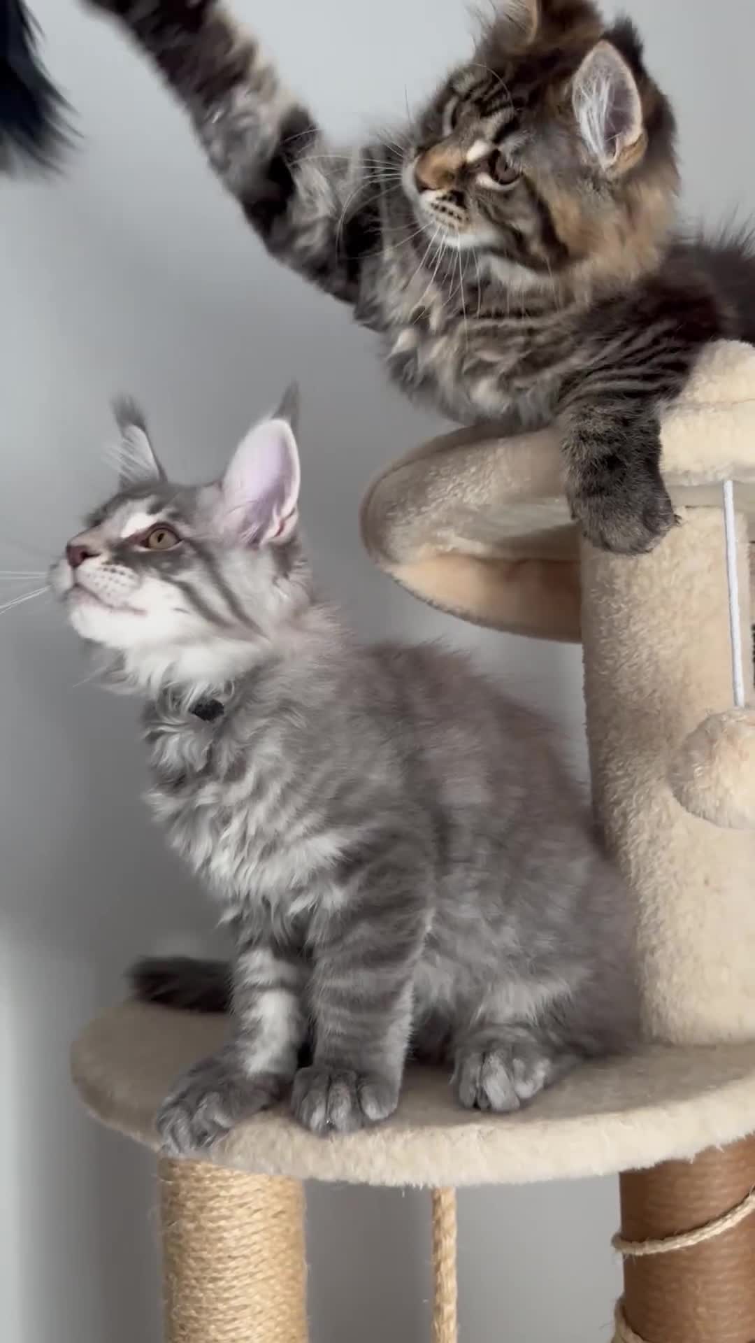 Maine Coon cats for sale: Gorgeous Pure Breed Maine Coon Kittens - Video 2