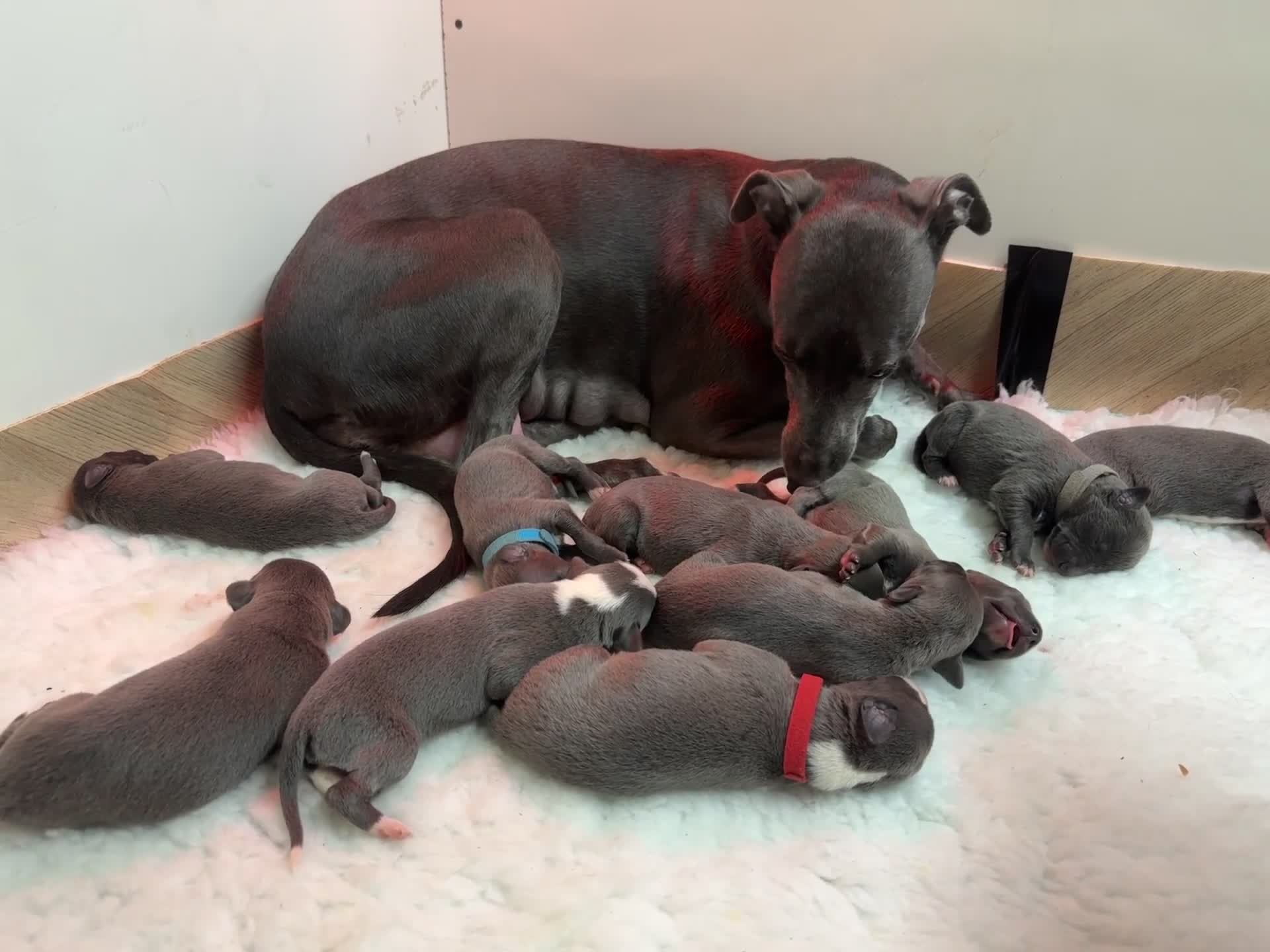 Whippet dogs for sale: Exceptional KC Blue Whippet Puppies born 02/04/26 - Video 2