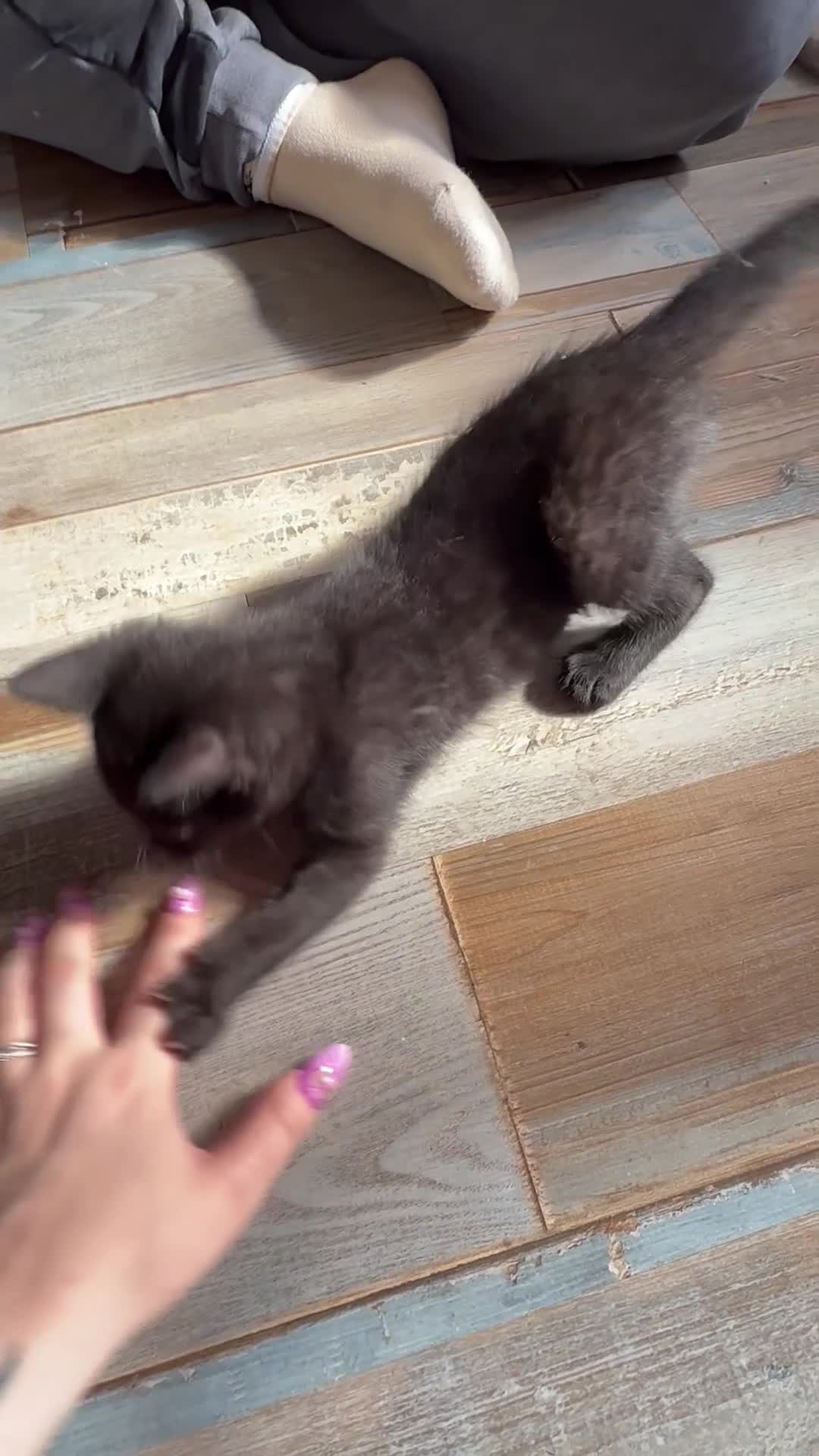 Bengal cats for sale: Stunning Melanistic Bengal Girl Super Affectionate - Video 1