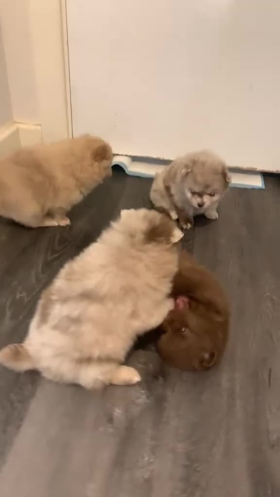 Pomeranian dogs for sale: Puppy’s ready in 3 weeks  - Video 1