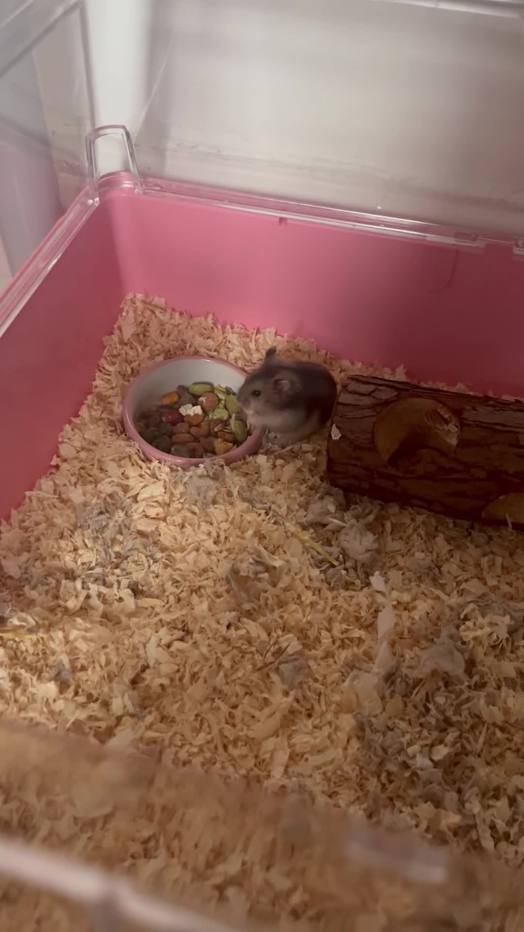 Hamster rodents for sale: Super cute young dwarf hamster - Video 1