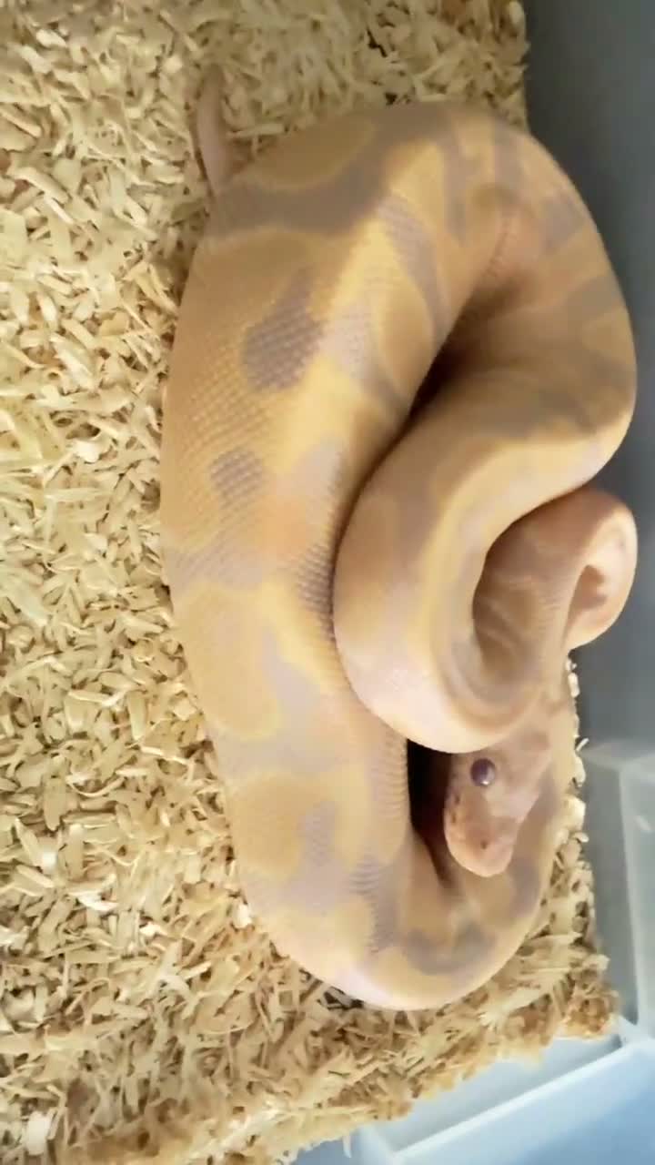 Python Snake reptiles for sale: Candy-GHI-66% het Pied Female - Video 2
