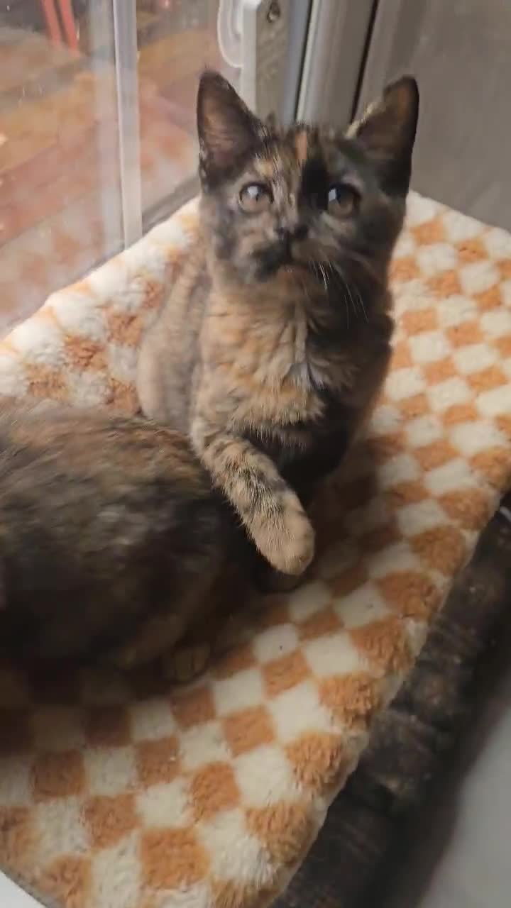 British Shorthair cats for sale: Stunning British Shorthair Kittens Ready Now! - Video 4