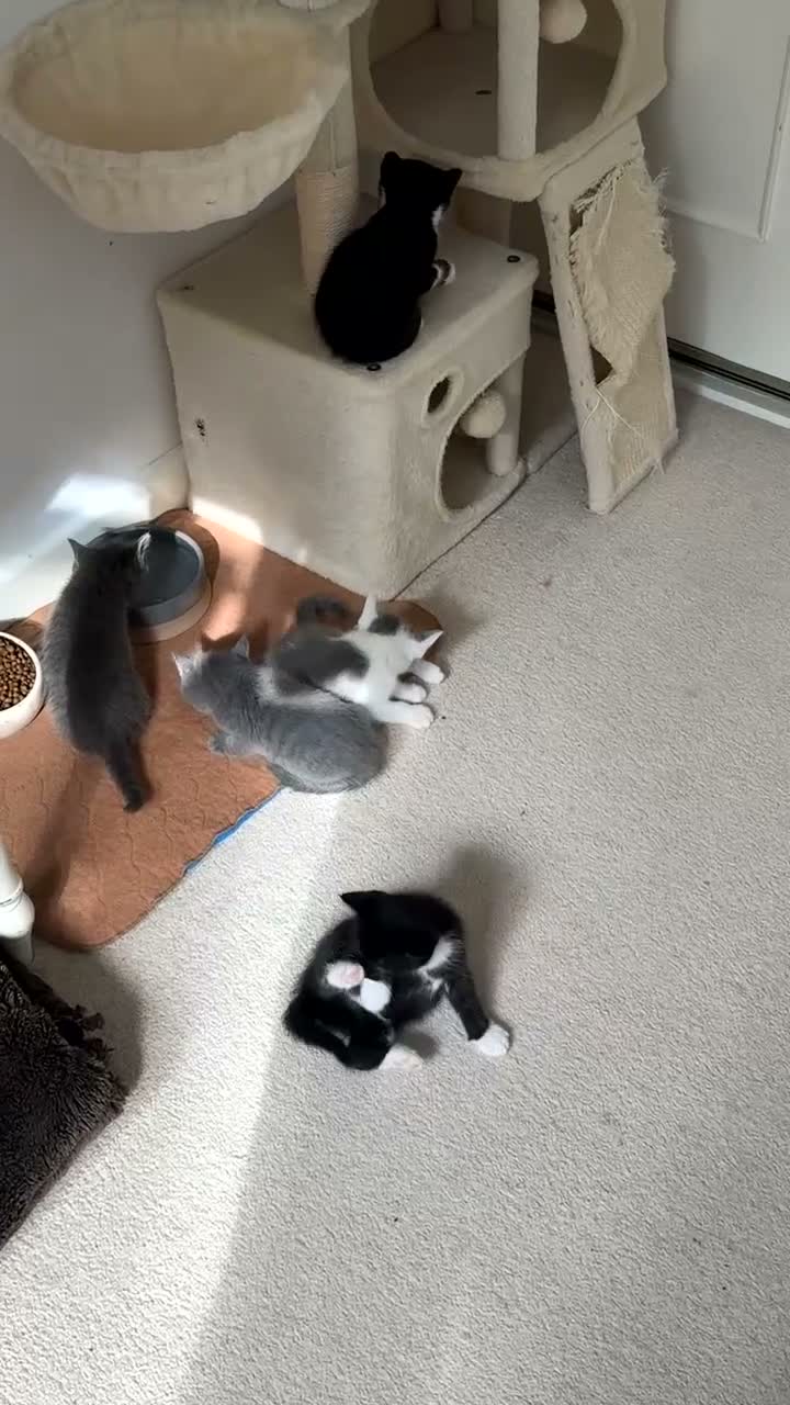 Mixed Breed cats for sale: Beautiful Russian Blue X BS looking for homes - Video 1