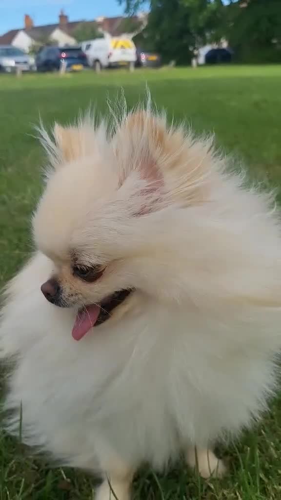 Pomeranian dogs for sale: KC Registered Pomeranian Female – 2.2kg Teddy Bear - Video 1