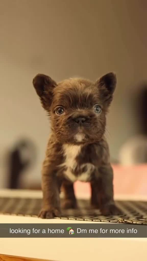 French Bulldog dogs for sale: fluffy Frenchbulldog - Video 1