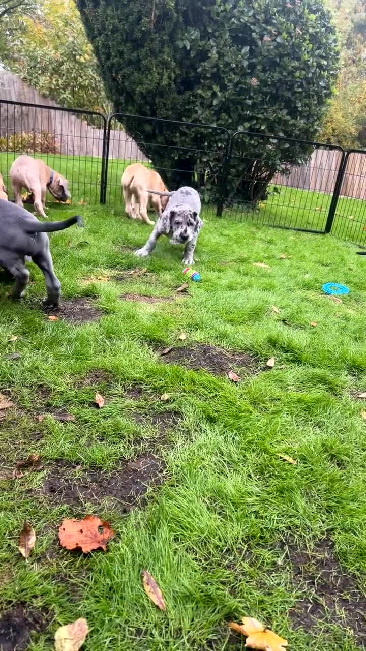 Great Dane dogs for sale: Great Dane puppy’s  - Video 2