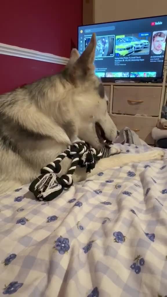 Shepsky dogs for sale: 8month old German Shepherd cross Huskie in Southampton - Video 1