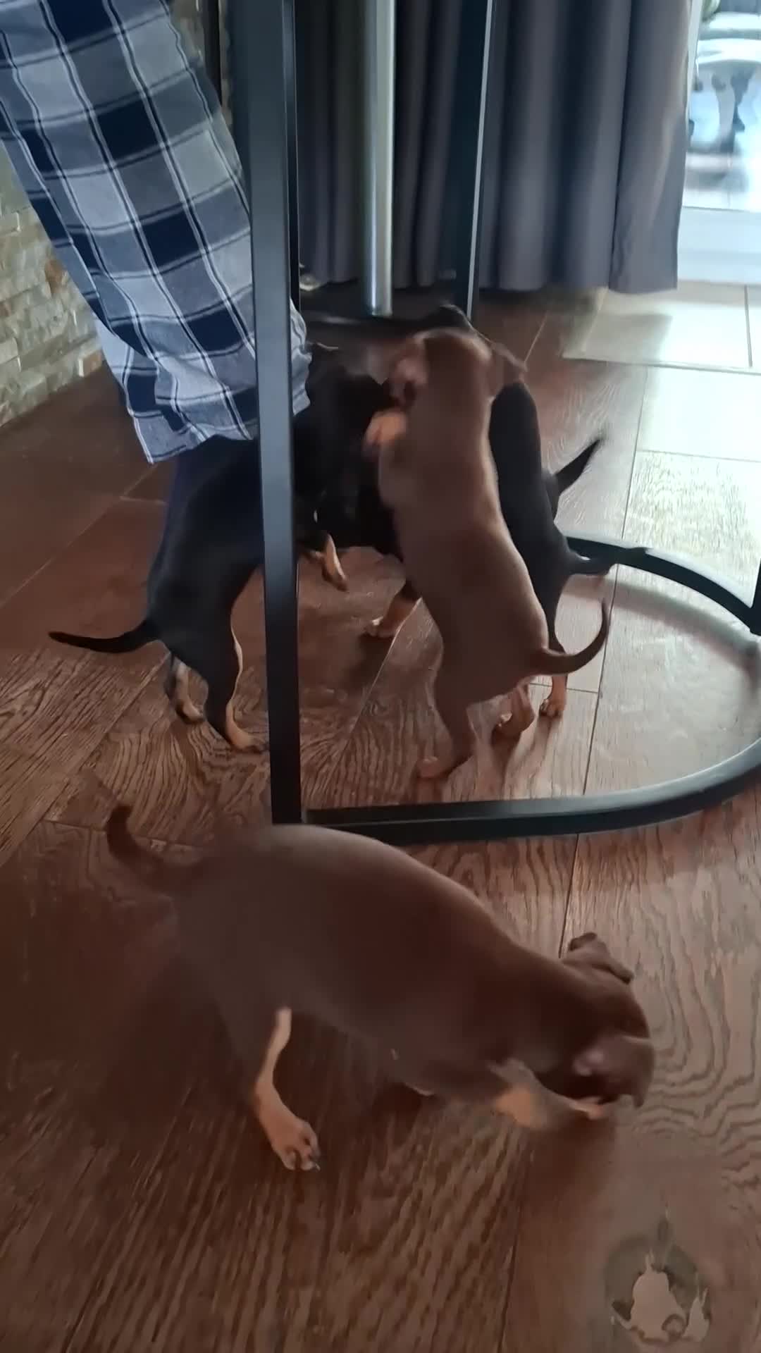 Mixed Breed dogs for sale: Russian Toy Terrier x Miniature Pinscher Puppies - Video 1