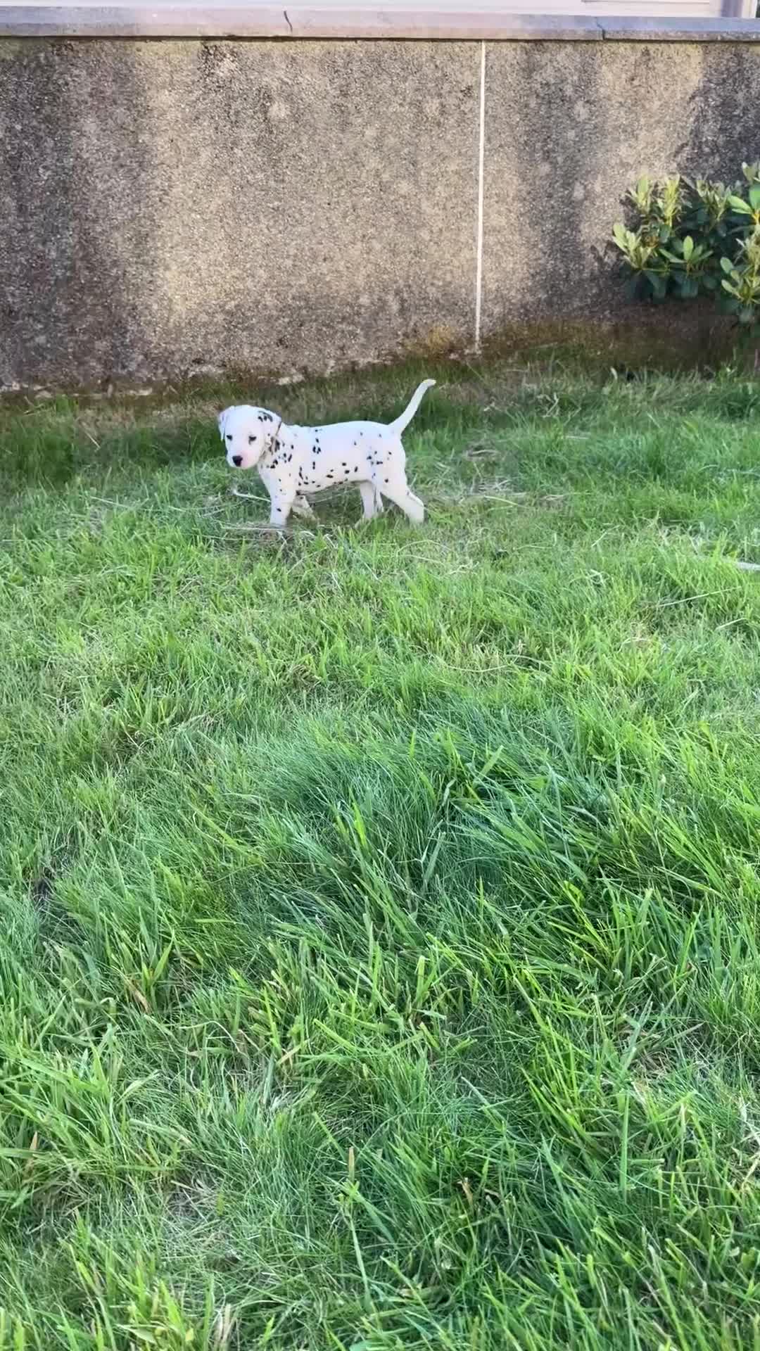 Dalmatian dogs for sale: Dalmatian puppies  in Newry - Video 1