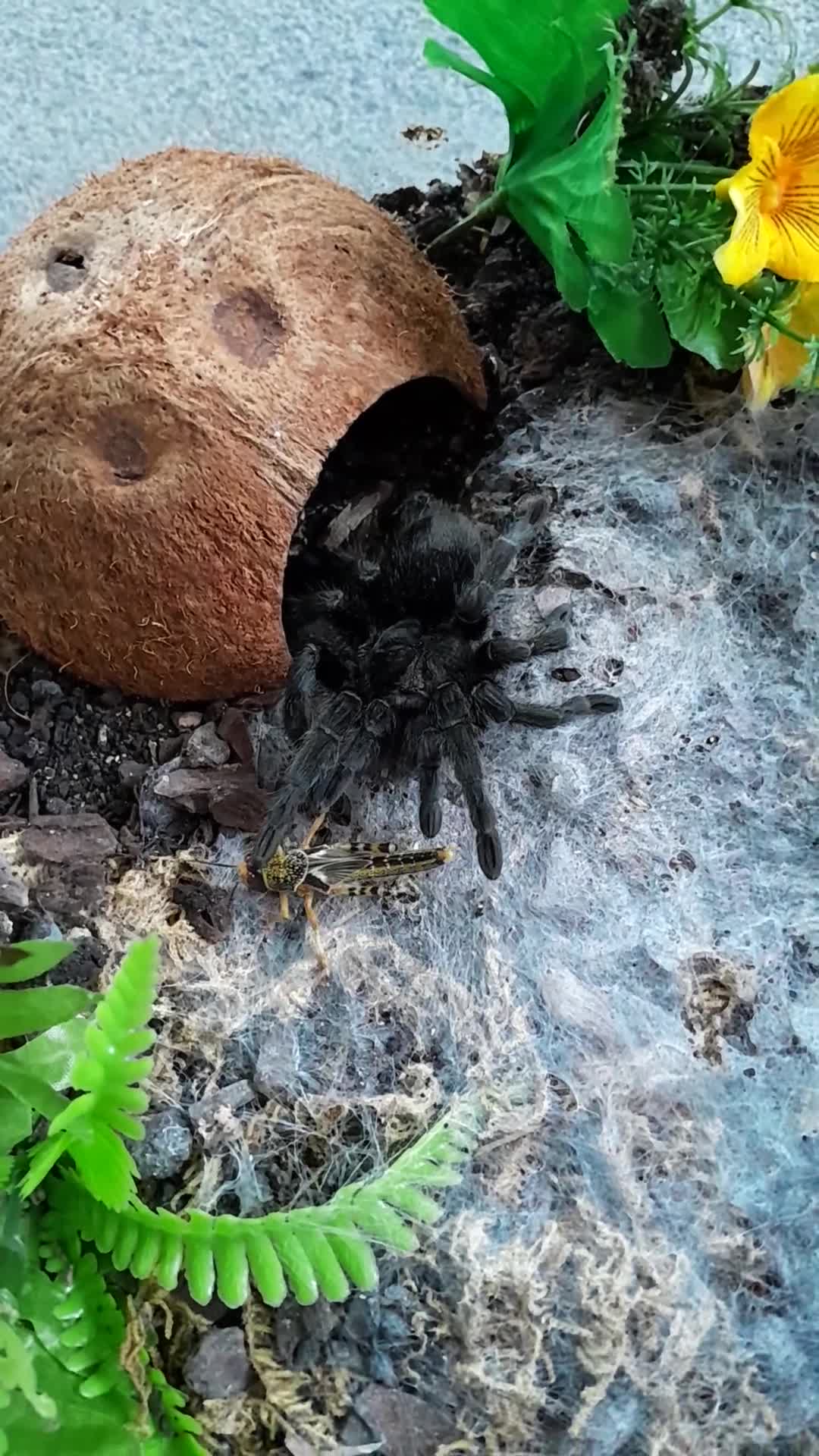 Tarantulas invertebrates for sale: Brazilian Black Sub Adult Female  - Video 1