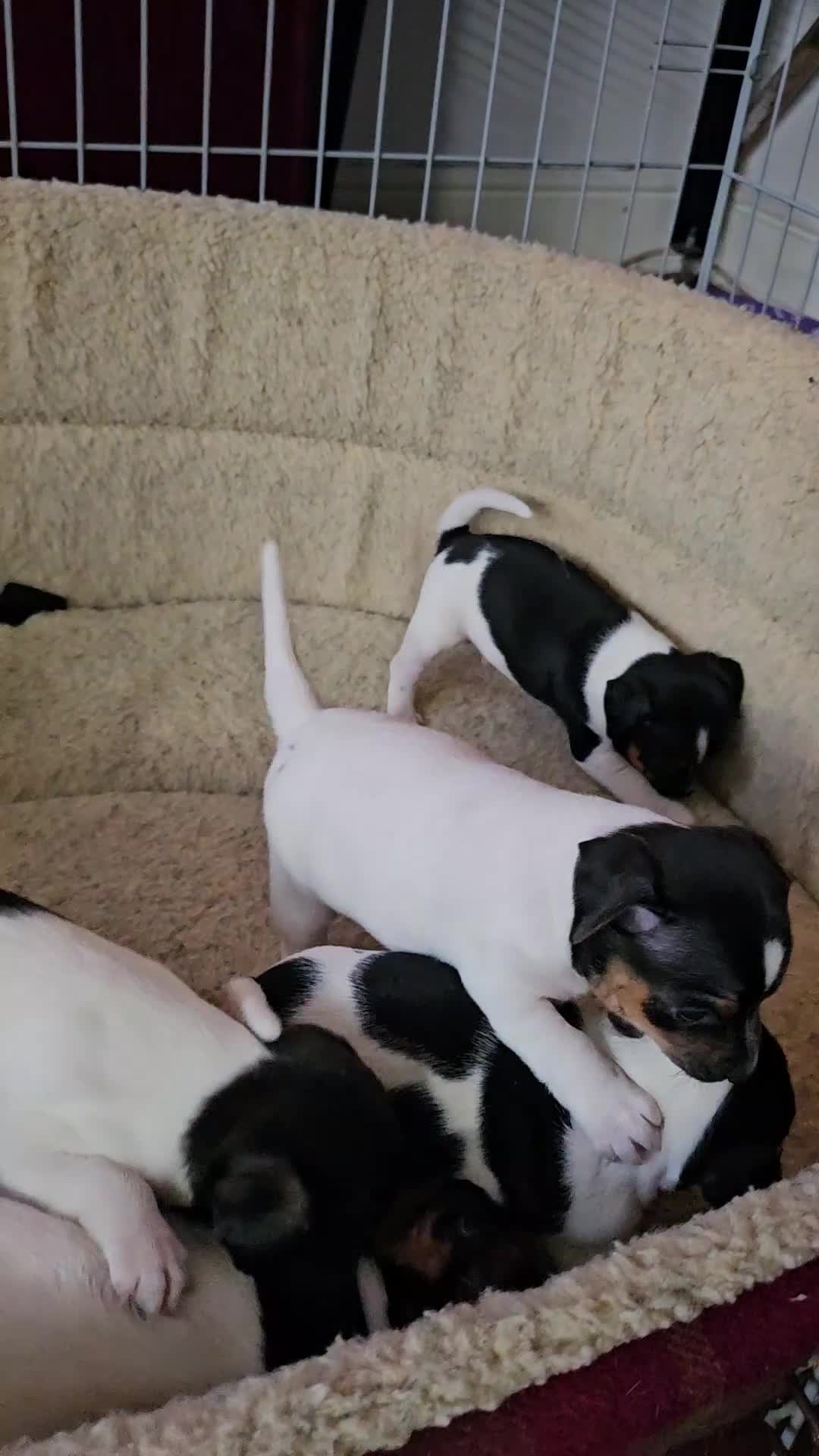 Jack Russell dogs for sale: From Our family to Yours  - Video 1