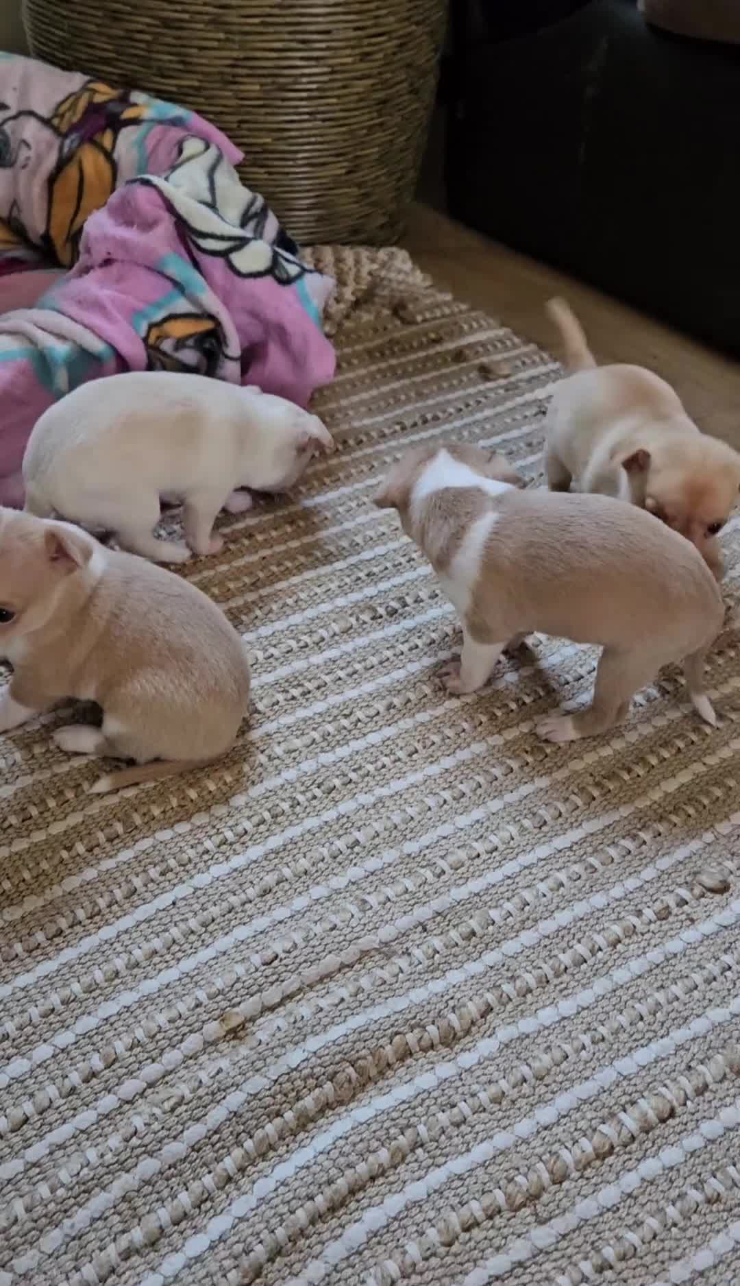 Chihuahua dogs for sale: Beautiful chihuahua for sale - Video 1