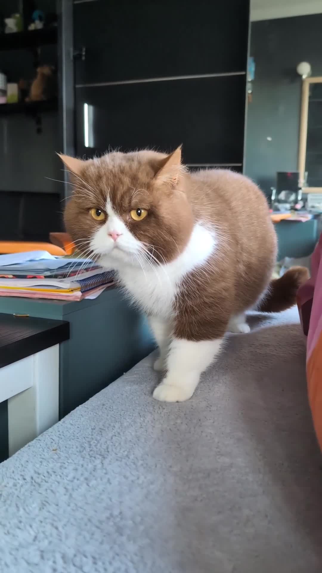 British Shorthair cats for sale: ♦️TICA and GCCF ACTIVE 🏆CHAMPIONSHIP •CINNAMON•   - Video 1