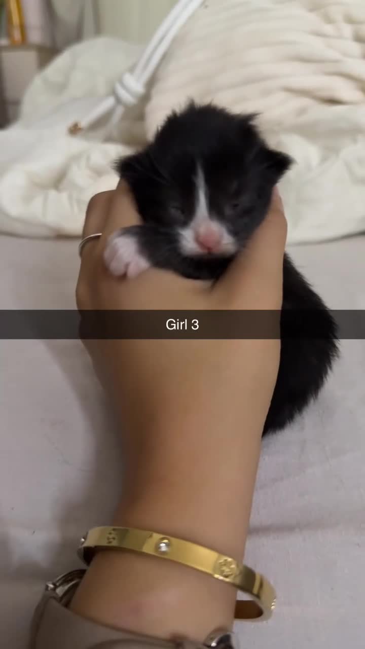 Mixed Breed cats for sale: 4 beautiful kittens for sale  - Video 4