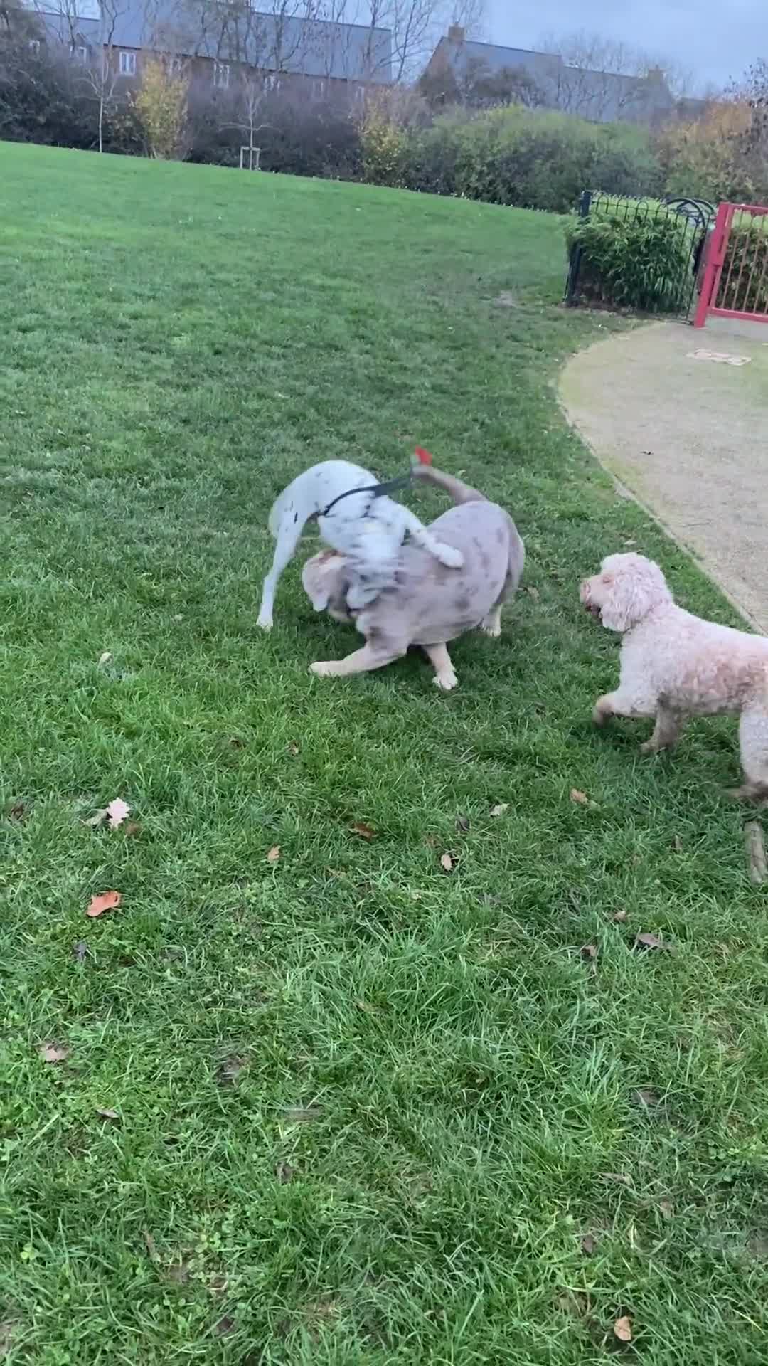 Mixed Breed dogs for sale: Mix English bulldog boy - Video 1