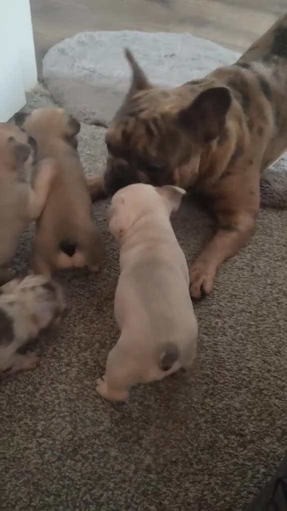 French Bulldog dogs for sale: french bulldog puppies  in Preston - Video 1