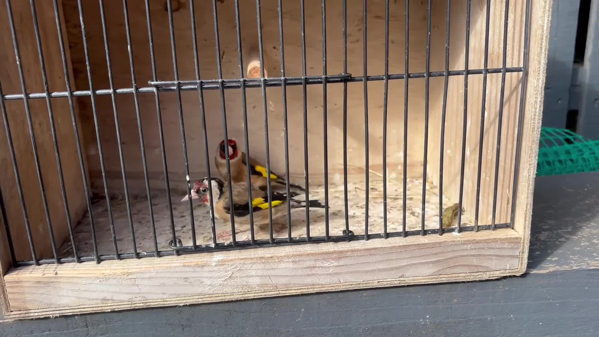 Canaries birds for sale: goldfinches - Video 1