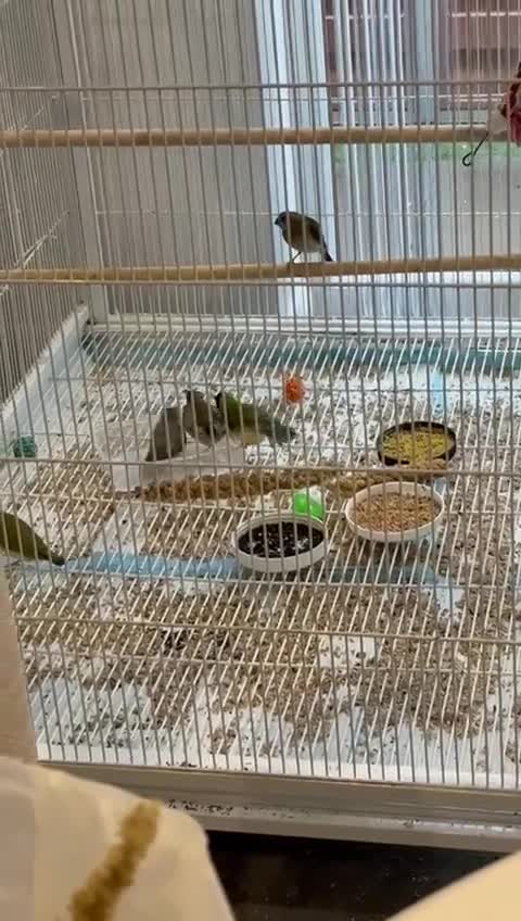 Finches birds for sale: gouildan finches available Runcorn  - Video 2