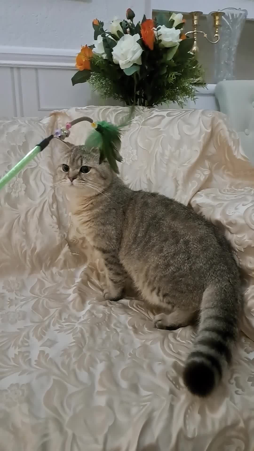 British Shorthair cats for sale: Stunning Black Golden BSH boy 💥 - Video 1