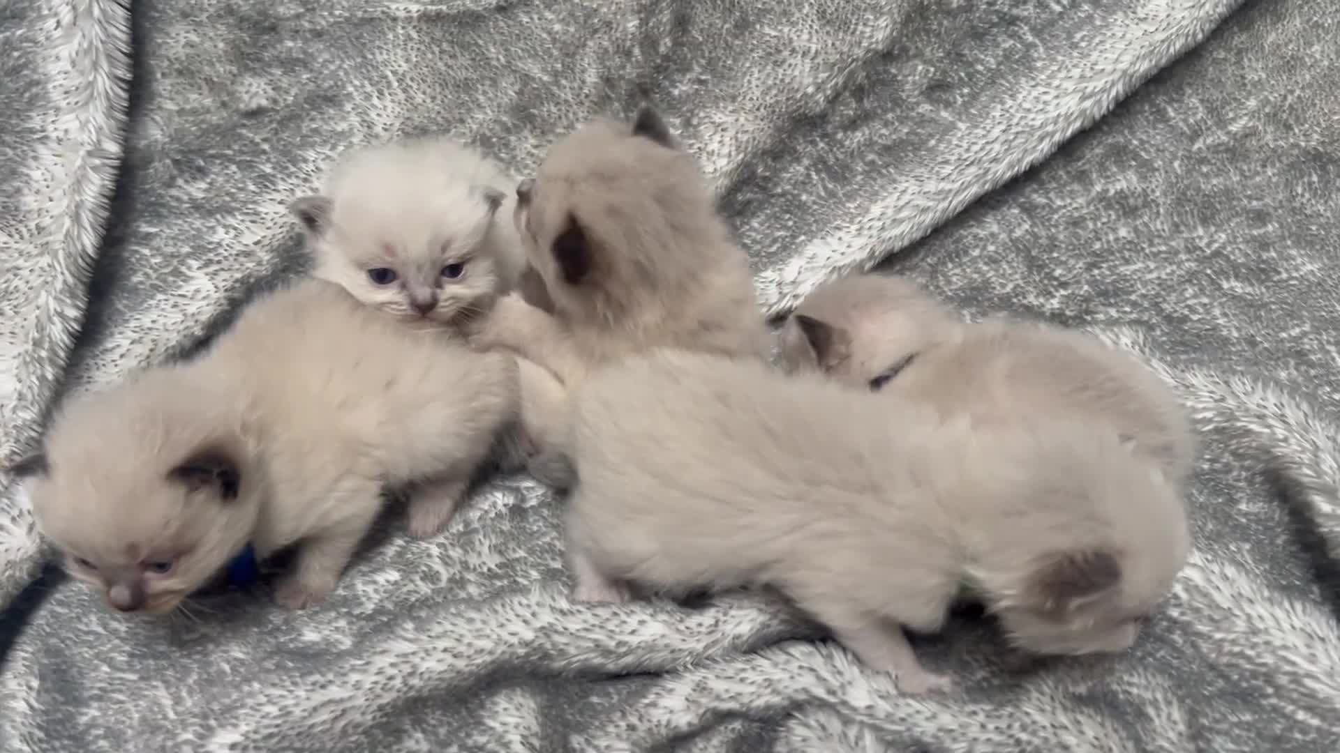 Ragdoll cats for sale: Gccf Luxury Seal Lynx Point Ragdoll Kittens  - Video 1