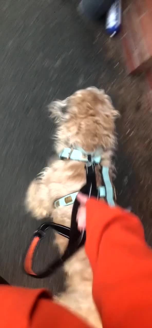 Mixed Breed dogs for sale: Kennedy  - Video 3