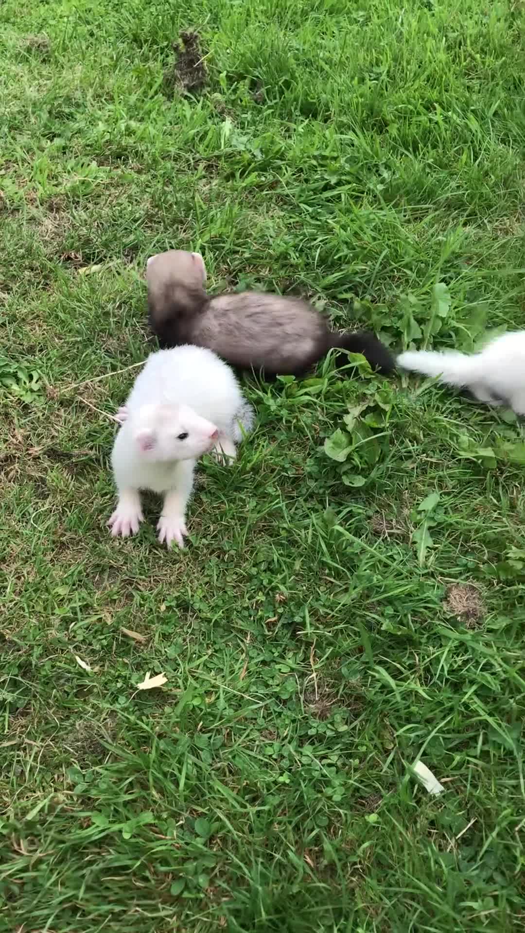 Ferret rodents for sale: FERRET KITS - Video 2
