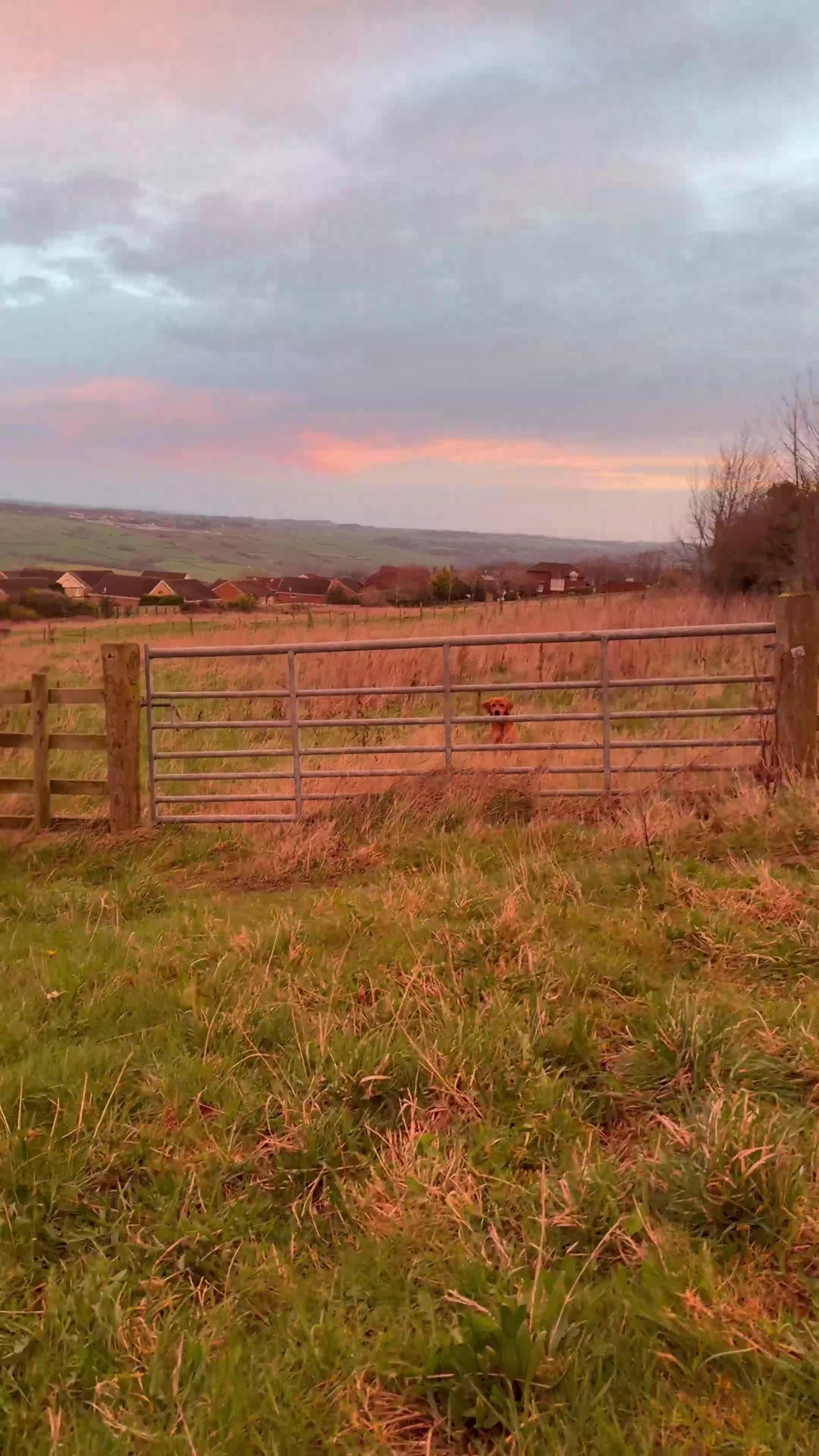 Labrador Retriever dogs for stud: FTCH SIRED KC DEEP FOX RED LABRADOR STUD - Video 1