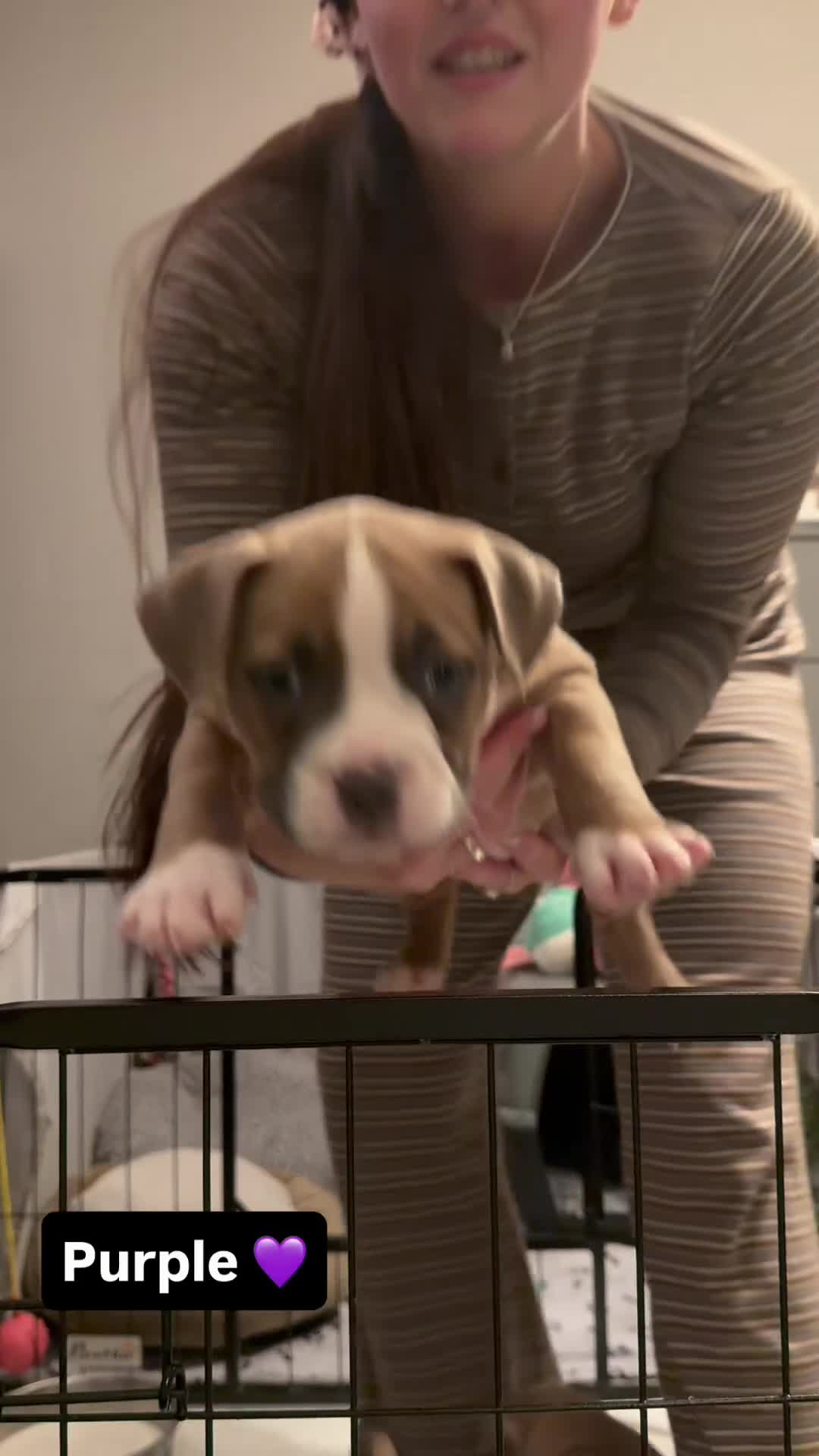 Mixed Breed dogs for sale: Pocket Bully Cross/ American Bully - Video 1