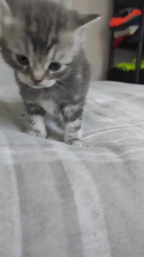 British Shorthair cats for sale: ✨4 Pure BSH Tabby kittens✨ - Video 4