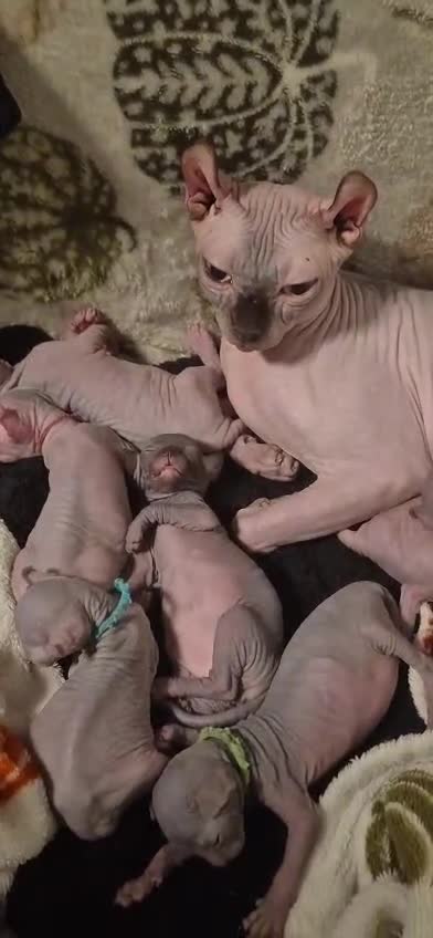 Sphynx cats for sale: Sphynx /Elf kittens Ready Now - Video 1