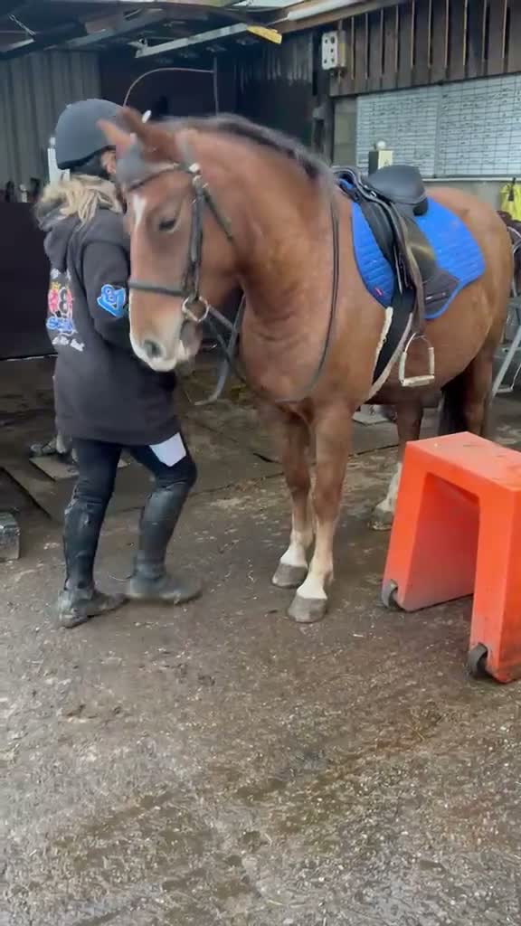 New Forest horses for sale: 13.1 new forest gelding  - Video 1