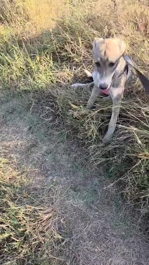 Mixed Breed dogs for adoption: ROXANA - a Sweet & young Girl - for a Loving Home - Video 5